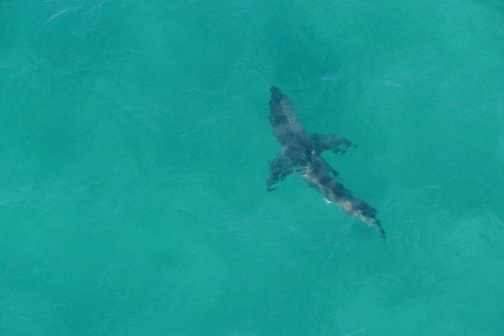 Avustralya’da köpekbalığının saldırısına uğrayan sörfçü öldü