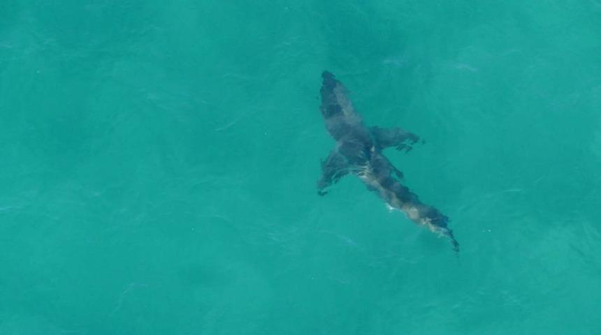 Avustralya’da köpekbalığının saldırısına uğrayan sörfçü öldü