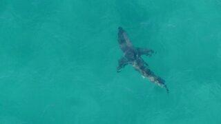 Avustralya’da köpekbalığının saldırısına uğrayan sörfçü öldü