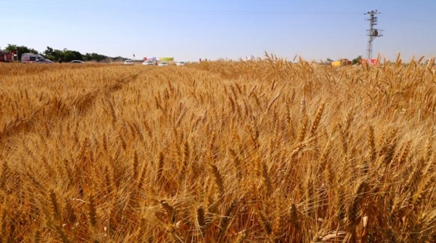 Buğday alım fiyatı ne kadar? 2021 arpa, hububat ve buğday alım fiyatları açıklandı...