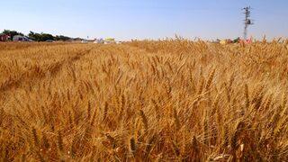 Buğday alım fiyatı ne kadar? 2021 arpa, hububat ve buğday alım fiyatları açıklandı...