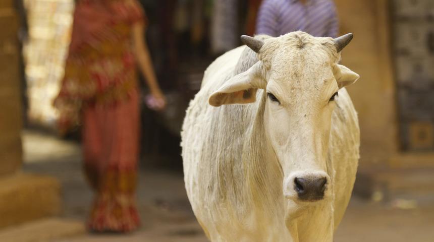 Hindistanlı milletvekili sağlık sırrını açıkladı: İnek idrarı ciğerleri koruyor