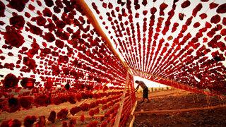 Gaziantep’in özel lezzeti ‘dolmalık biber kurusu’ tescillendi