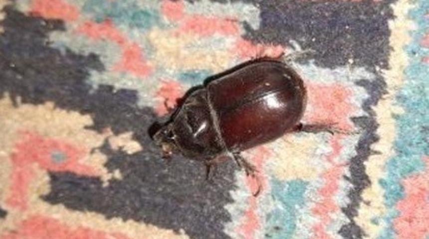 Şaşırtan görüntü! Adıyaman'da ortaya çıktı