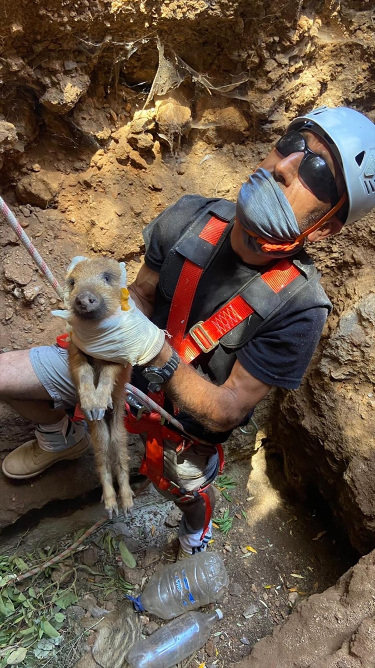 Dat&ccedil;a'da kuyuya d&uuml;şen iki yaban domuzu &ccedil;ıkarıldı