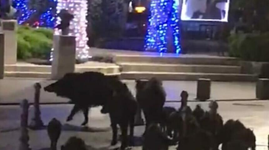 Bodrum'da aç kalan domuz sürüsü Belediye Meydanı'na indi