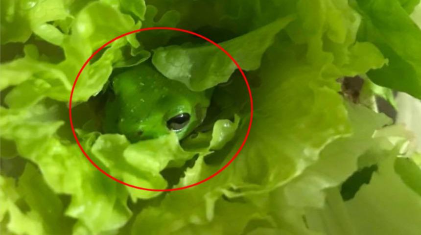 Marul poşetinden canlı kurbağa çıktı: Yıkadık, süzdük, kestik ama...