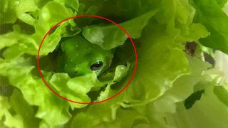 Marul poşetinden canlı kurbağa çıktı: Yıkadık, süzdük, kestik ama...