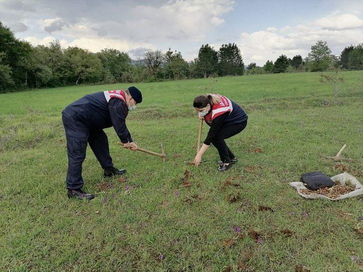 Bolu'da kaçak salep soğanı toplayan 4 kişiye 321 bin 860 lira ceza kesildi G1