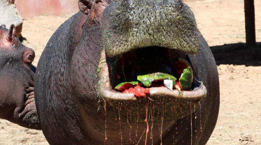 Dev su aygırlarlarına özel bakım! Günde 100 kilo meyve ve sebze tüketiyorlar
