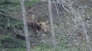 Ormanda gördüğü boz ayıya bu sözlerle seslendi: Şu güzelliğe bak, ben seni yerim