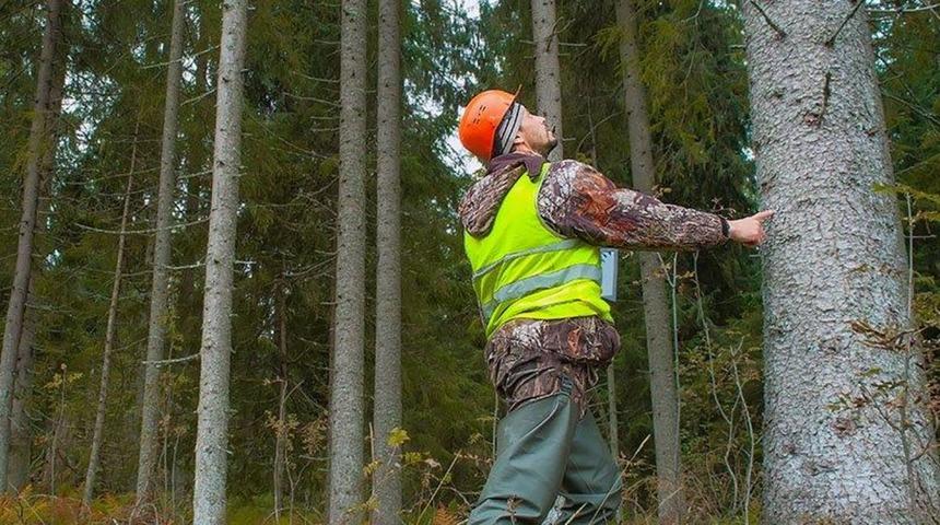 Orman Genel Müdürlüğü işçi alımı ne zaman? Orman Genel Müdürlüğü 2 bin geçici işçi alımı başvuru şartları neler?