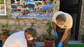 Didim'de daha önce tedavi edilip denize bırakılan carettanın ölüsü kıyıya vurdu
