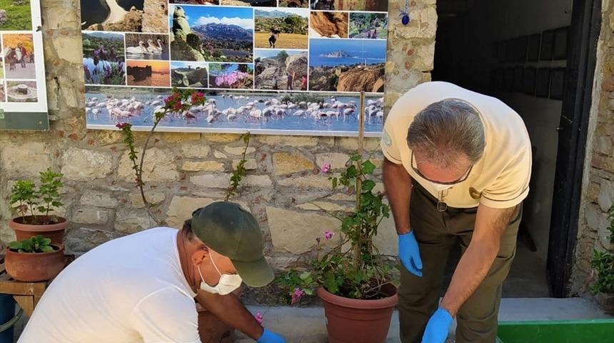 Didim'de daha önce tedavi edilip denize bırakılan carettanın ölüsü kıyıya vurdu