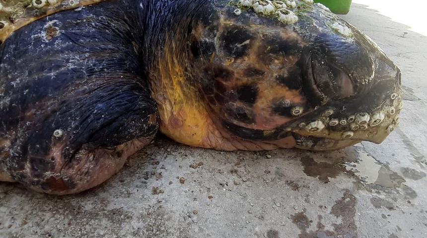 Daha önce yaralı bulunan caretta caretta'nın bu kez ölü bedenine ulaşıldı