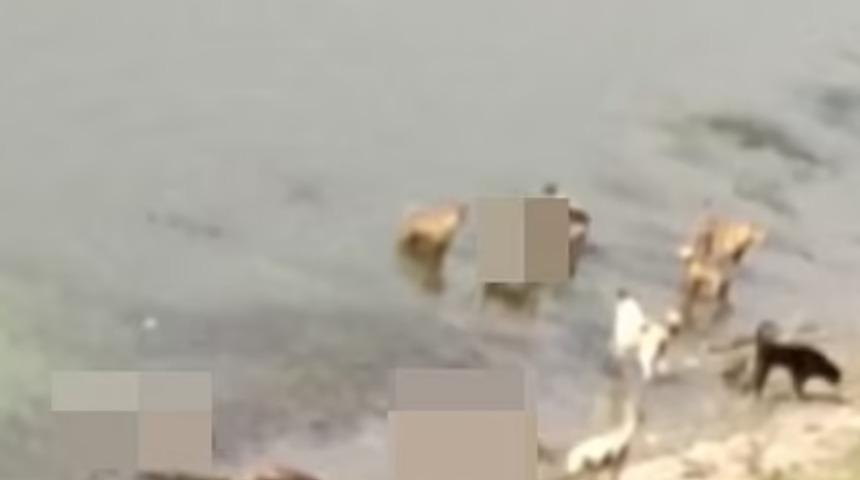 Hindistan'da dehşete düşüren görüntüler! Köpekler ve kuşlar cesetleri yiyor