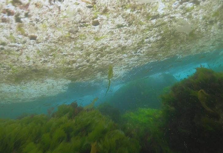 �stanbul'da deniz salyas� tehlikesi.