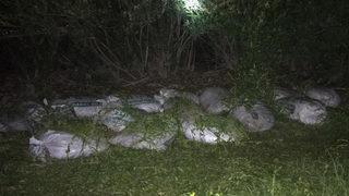 Van'da kaçak avlanan 1 ton 750 kilo inci kefali ele geçirildi