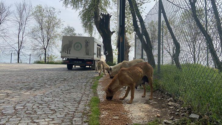 Edirne'de salgın sürecinde sokağa terk edilen hayvan sayısı artıyor G1