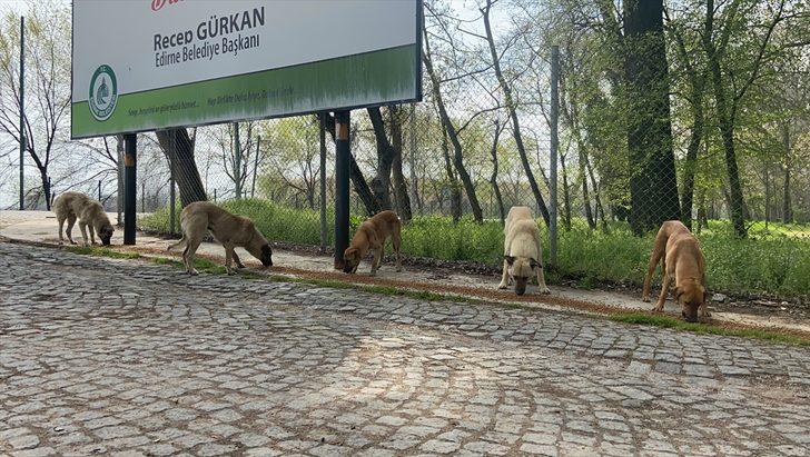 Edirne'de salgın sürecinde sokağa terk edilen hayvan sayısı artıyor G2
