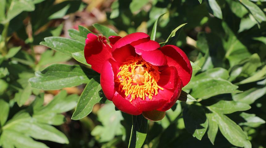 Ayı gülü çiçek açtı! Koparmanın cezası 80 bin 465 TL