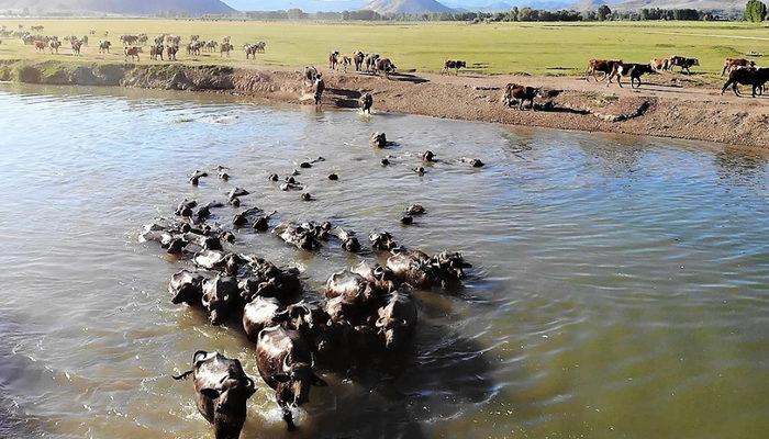 Afrika değil Tokat! Bu görüntüler belgeselleri aratmadı