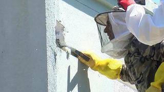 İstanbul'daki okulda arı paniği! Duvarda 50 kilo bal bulundu