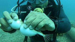 Su altında balon balıklarını elleriyle besledi: Bir öcü gibi gösterilmeye çalışılıyor ama değil