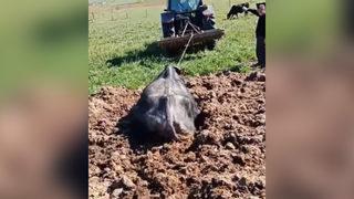 Hamile mandanın kurtarıldığı anlarda çiftçinin muhabir gibi yaptığı anons gülümsetti