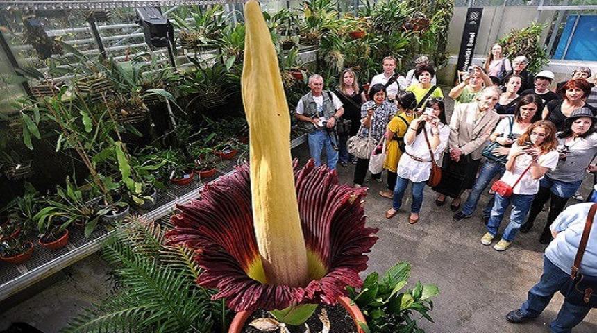 ABD'de kötü kokulu ceset çiçeği için yüzlerce kişi kuyruğa girdi