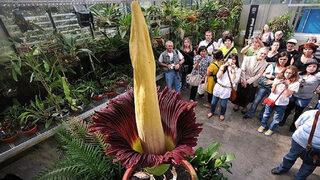 ABD'de kötü kokulu ceset çiçeği için yüzlerce kişi kuyruğa girdi