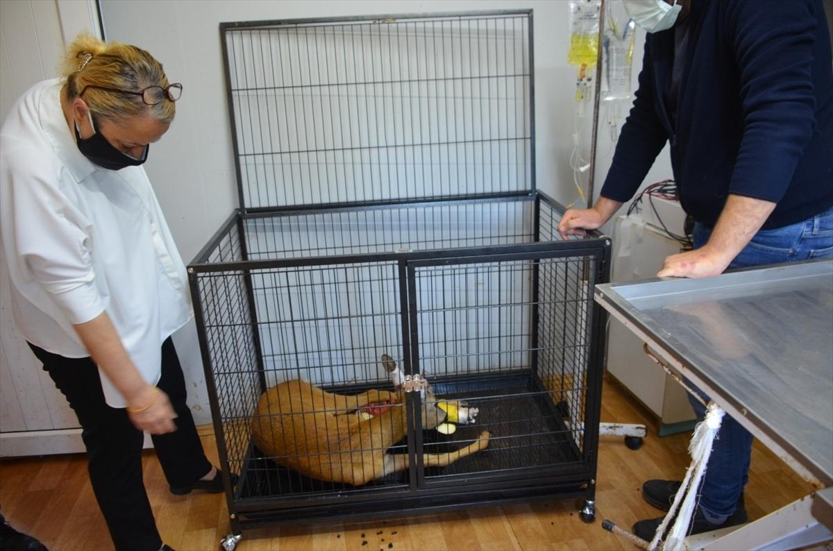 Zonguldak'ta otomobilin &ccedil;arptığı karaca tedaviye alındı