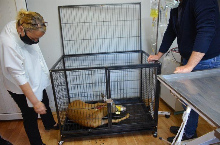 Zonguldak'ta otomobilin çarptığı karaca tedaviye alındı G1