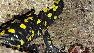 Nesli tükenme tehlikesi altında! Tunceli'de ortaya çıktı