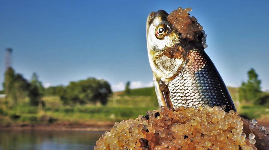 İnci kefallerinin bıraktığı yumurtaları fotoğrafladı!