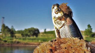 İnci kefallerinin bıraktığı yumurtaları fotoğrafladı!