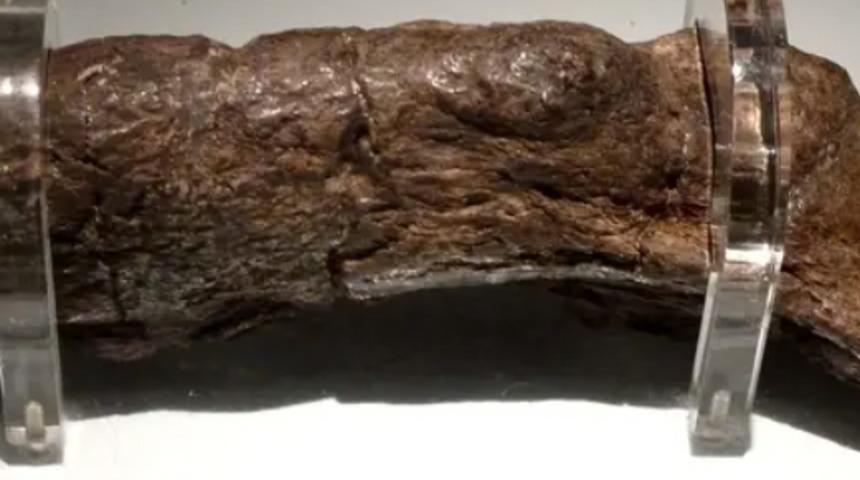 En büyük insan dışkısı müzede! Tam 20 santimetre