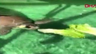 Denizanası sanarak yiyorlar! Plastik poşetler caretta carettaları öldürüyor