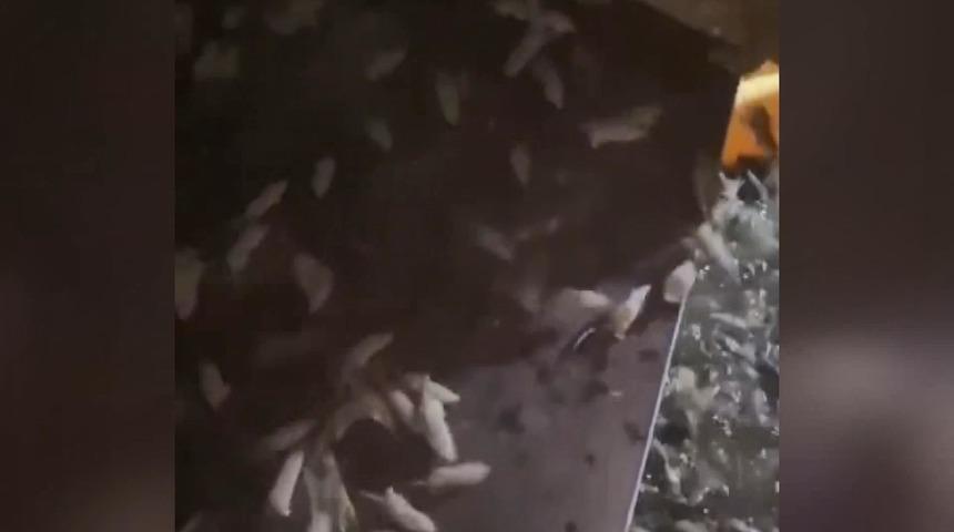 Ülkeyi fareler istila etti! 5 bin litre zehir kullanacaklar