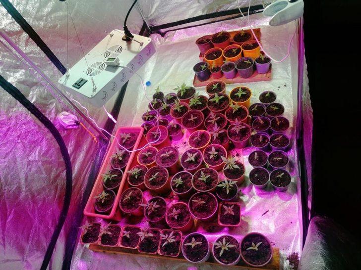 Muğla'da uyuşturucu operasyonlarında 3 şüpheli yakalandı G2