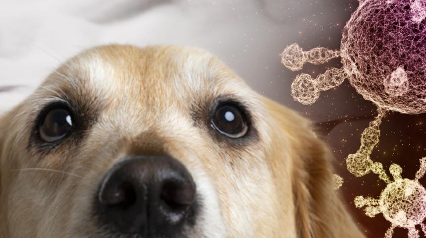 Umut veren çalışma! Köpekler Covid-19 vakalarını doğru tespit ediyor