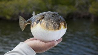 Balon balığı zehrinden ağrı kesici! Denemelere başlandı