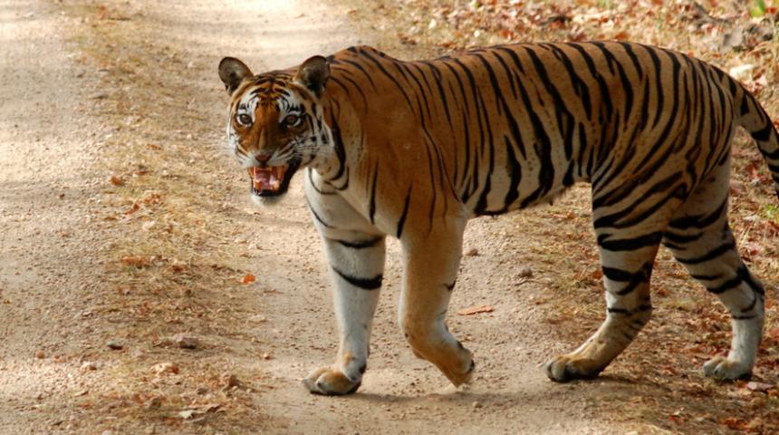 Hindistan'da kafesi açık kalan dev kaplan bakıcısını öldürdü: Geldiğimde çoktan ölmüştü