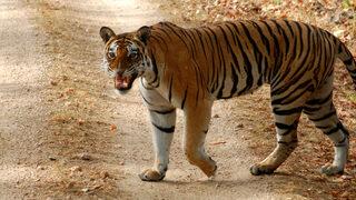 Hindistan'da kafesi açık kalan dev kaplan bakıcısını öldürdü: Geldiğimde çoktan ölmüştü