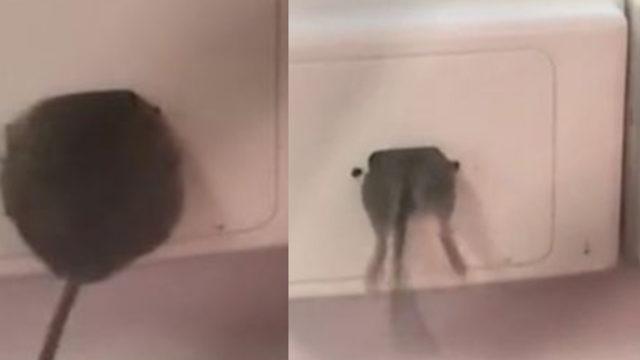 Farenin priz içine girdiği anlar izleyenleri dehşete düşürdü: Her yerdeler