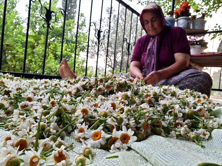 Osmaniye'de kadınlar topladıkları papatyaları ilaç ve kozmetik sektörü için kurutup satıyor G1