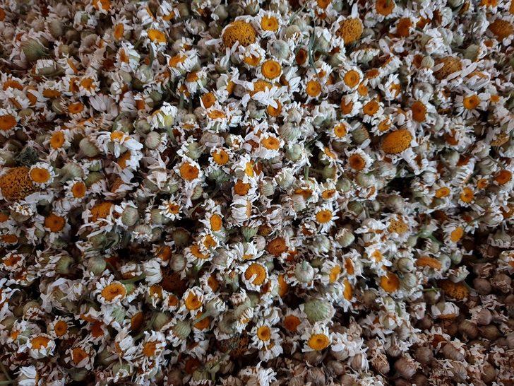 Osmaniye'de kadınlar topladıkları papatyaları ilaç ve kozmetik sektörü için kurutup satıyor G2