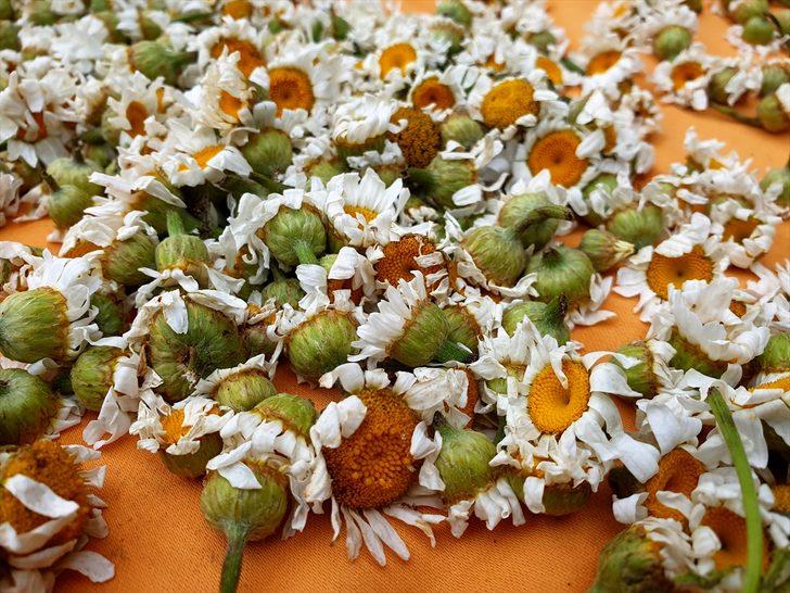 Osmaniye'de kadınlar topladıkları papatyaları ilaç ve kozmetik sektörü için kurutup satıyor G3