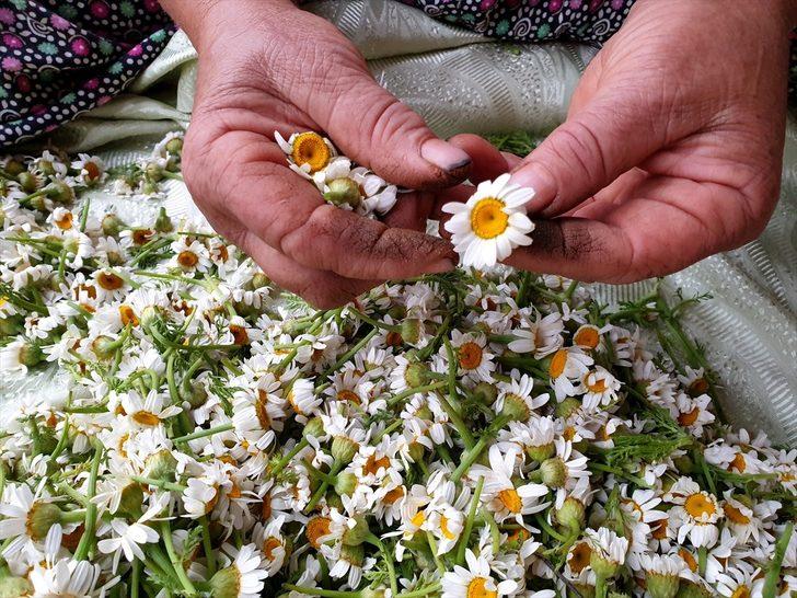 Osmaniye'de kadınlar topladıkları papatyaları ilaç ve kozmetik sektörü için kurutup satıyor G4