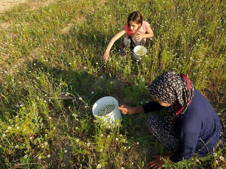 Osmaniye'de kadınlar topladıkları papatyaları ilaç ve kozmetik sektörü için kurutup satıyor G5